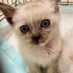チェルシー　子猫　5月生まれ