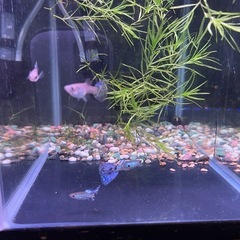 最終
値下げ❗️ホワイトコブラグッピーの画像