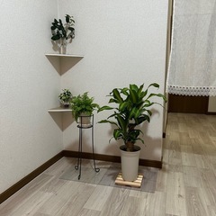 🪴観葉植物🌴を譲ってください。