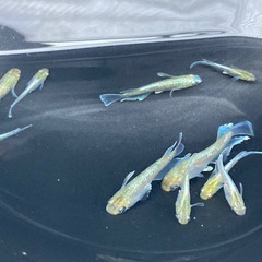 夢中メダカ様血統　マリアージュキッシングワイドフィン　エメラルドタイプ　５匹の画像