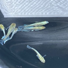 夢中メダカ様血統　マリアージュキッシングワイドフィン　エメラルド...