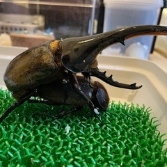 DHヘラクレス 初ニ令幼虫の画像