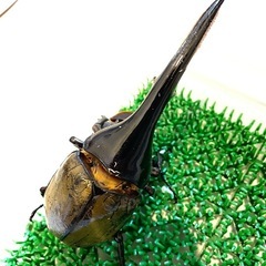 DHヘラクレス 初ニ令幼虫の画像