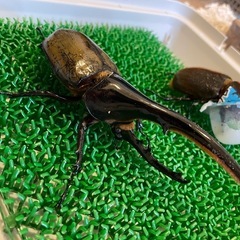 DHヘラクレス 初ニ令幼虫の画像