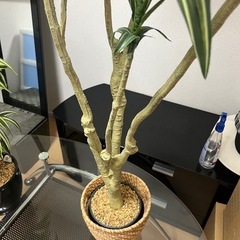 フェイクグリーンの画像