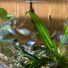 【熱帯魚】ミッキーマウスプラティ10匹【雑種】