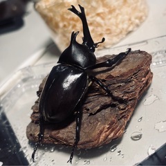 国産カブトムシ♂♂♀セットの画像