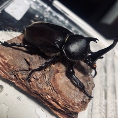 国産カブトムシ♂♂♀セットの画像