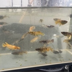 黒天玄龍　美虎ヒレナガ　北辻メダカ直系 1匹~ の画像