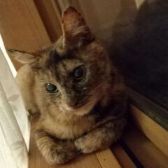 保護したサビ猫の里親探しています
