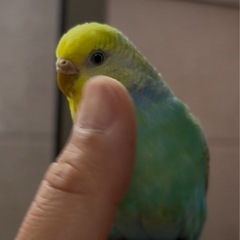 セキセイインコ　甘えん坊の子