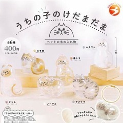 うちのこけだまだま　探してます‼︎