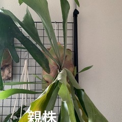 観葉植物　ビカクシダB　ビフルカツム　胞子葉出現×3あり 子株　400-450㎜程度　貯水葉付き　※板付けしましたの画像