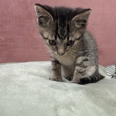可愛くて優しいキジトラ男の子♡ - 猫