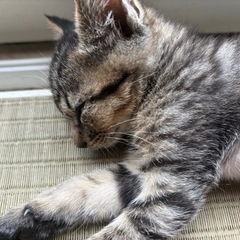可愛くて優しいキジトラ男の子♡ − 群馬県