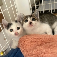 生後1ヶ月半の4兄弟