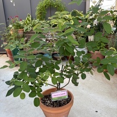 薔薇苗　売ります