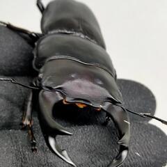 能勢YGオオクワガタ新成虫　♂80ミリ♀51.5ミリ　未後食