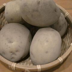 とれたてじゃがいも（きたあかり）500g（水口町産）