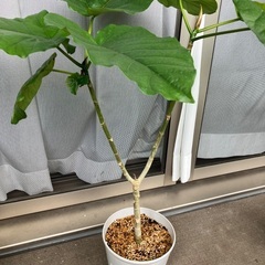 ウンベラータ　