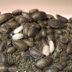 デュビア SSサイズ 200匹