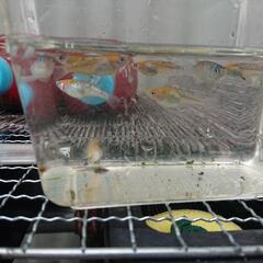 めだか各種  2ペアの画像