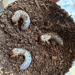原名アトラスオオカブト　WF1幼虫3匹