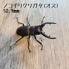 ノコギリクワガタ(オス)