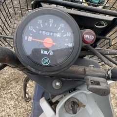 スズキバーディーの画像