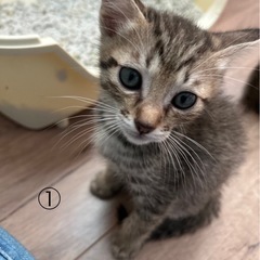 可愛いキジトラくん