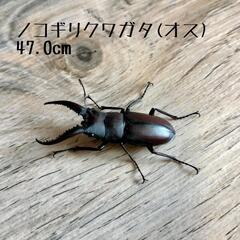 ノコギリクワガタ(オス)