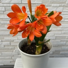 クンシラン 3株入ってます 鉢ごと②