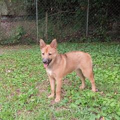 中型犬の子犬 4カ月