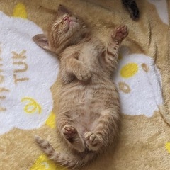 生後一ヶ月 オス？ にゃんこ【お話し中】
