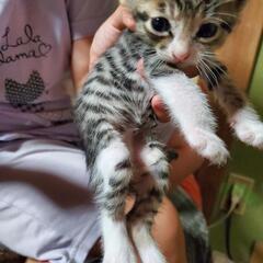 子猫一ヶ月半です。離乳食になってから引き渡します