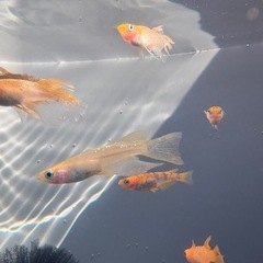 メダカ飼育に使わせてください。