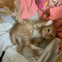 【里親募集】茶トラの子猫🐱