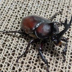 国産カブトムシ