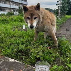 迷い犬保護犬