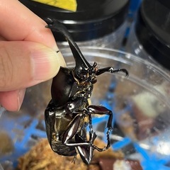 【訳あり】国産カブトムシ　ペア(産卵済・オス右前脚不全)
