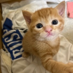 【里親募集】茶トラの子猫🐱生後2ヶ月