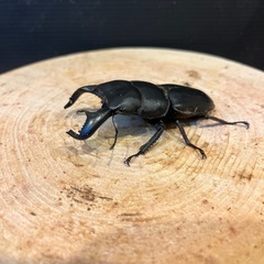 ダイオウヒラタ　ペア