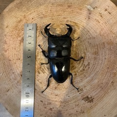 ダイオウヒラタ　ペアの画像