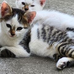 生後2ヶ月くらいの子ねこ里親募集