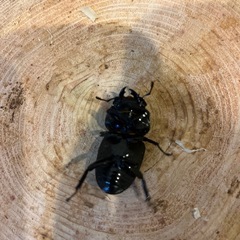 ダイオウヒラタ　ペアの画像