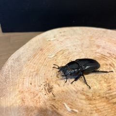 ダイオウヒラタ　ペアの画像