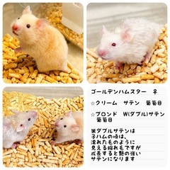 ゴールデンハムスター　販売中❗️