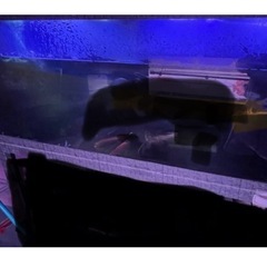 水槽　熱帯魚