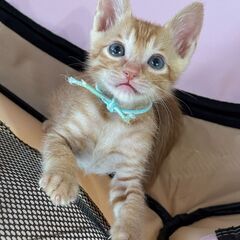 １カ月半！おめめキラキラ男子、じょーくん♡