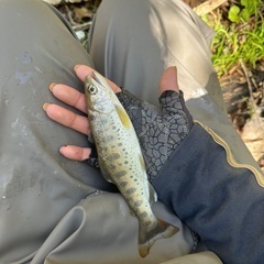 渓流釣り仲間がほしい